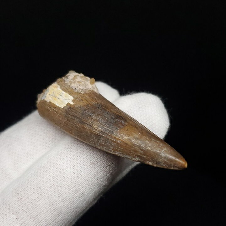 希少 スコミムス 化石 本物 ニジェール産 42.66mm sc3 希少 スコミムス 化石 本物 ニジェール産 42.66mm sc3