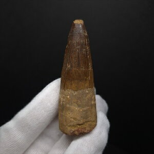 yzyXsmTEX///zXsmTEX { bRY 66.99mm v[g Mtg fsp1