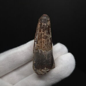 yzyXsmTEX///zXsmTEX { bRY 50.21mm v[g Mtg fsp11