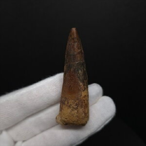 yzyXsmTEX///zXsmTEX { bRY 57.18mm v[g Mtg fsp15