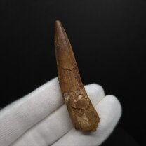 楽天市場】化石 スピノサウルスの通販