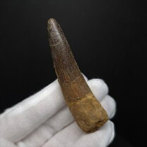 楽天市場】化石 スピノサウルスの通販
