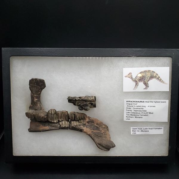 楽天市場】【送料無料】【ヒパクロサウルス/化石/アゴ/恐竜】博物館級