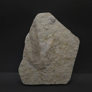 yzyO[^[///z O[^[    { tXY 171.59mm v[g Mtggrl3