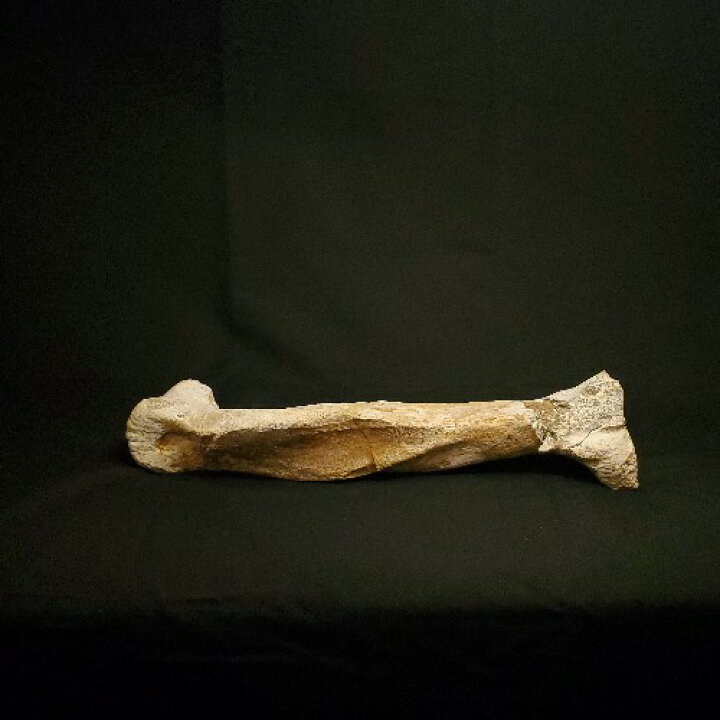 タルボサウルス骨化石モロッコ