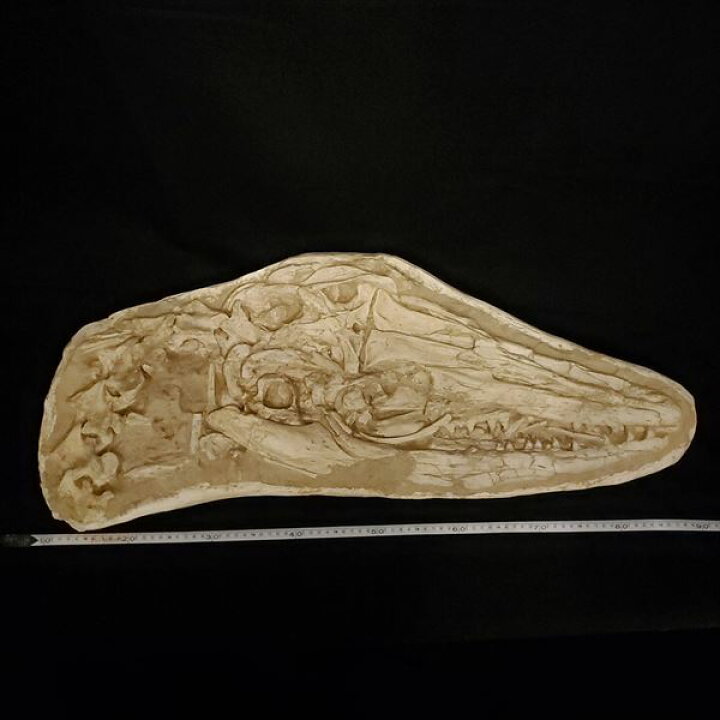 博物館級 モササウルス 化石 骨格 頭骨 モロッコ産 80cm 台座付きプレゼント ギフトfy2 首 本物 