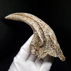 yzyATEX //΁z ATEX   vJ 118.29mm v[g Mtg arr11