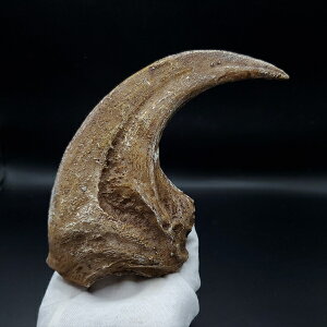 yzyATEX //΁z ATEX   vJ 184.27mm v[g Mtg arr21