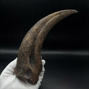 yzyXsmTEX///zXsmTEX  vJ 184.47mm v[g Mtg spr2