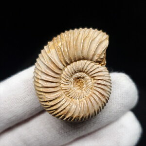 yzyAiCg/yXtBNeX/΁zɏ AiCg yXtBNeX  { }_KXJY mm v[g Mtg anp66