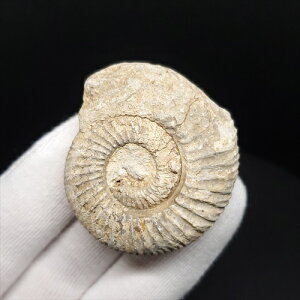 yzyAiCg/yXtBNeX/΁zAiCg yXtBNeX  { tXY 40.48mm v[g Mtg anp90