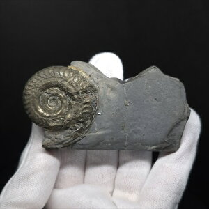 yzyAiCg//Szz  pCCg AiCg qhZX  { tXY 80.38mm v[g Mtg ang46