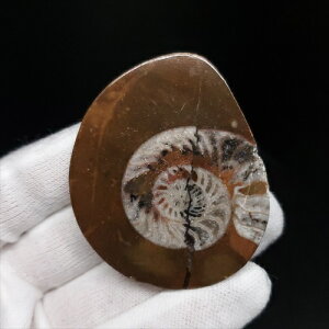 yzyAiCg/SjA^Cg/΁z Ð AiCg SjA^Cg  { bRY 53.32mm v[g Mtg ango22