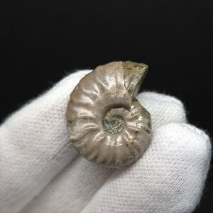 yzyAiCg/C{[/΁zVF AiCg C{[  { }_KXJY 24.59mm v[g Mtg anc63