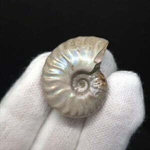 yzyAiCg/C{[/΁zVF AiCg C{[  { }_KXJY 29.58mm v[g Mtg anc64