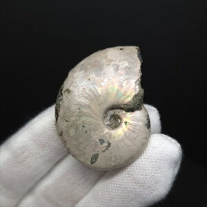 yzyAiCg/C{[/΁zVF AiCg C{[  { }_KXJY 38.96mm v[g Mtg anc69