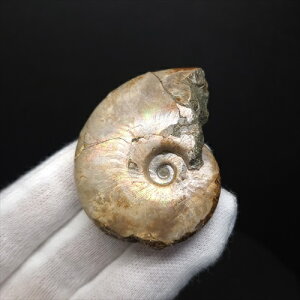 yzyAiCg/C{[/΁zVF AiCg C{[  { }_KXJY 49.00mm v[g Mtg anc72