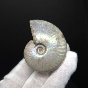 yzyAiCg/C{[/΁zVF AiCg C{[  { }_KXJY 51.84mm v[g Mtg anc73