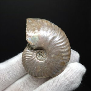 yzyAiCg/C{[/΁zVF AiCg C{[  { }_KXJY 49.44mm v[g Mtg anc75