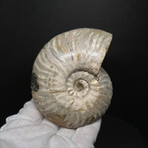 yzyAiCg/C{[/΁zVF AiCg C{[  { }_KXJY 92.96mm v[g Mtg anc81