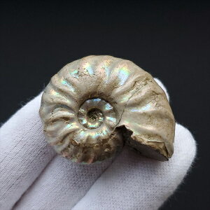 yzyAiCg/C{[/΁zVF AiCg C{[  { }_KXJY 37.14mm v[g Mtg anc10