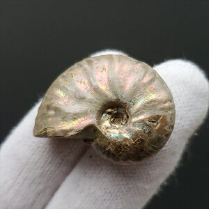 yzyAiCg/C{[/΁zVF AiCg C{[  { }_KXJY 29.17mm v[g Mtg anc14