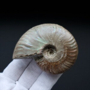 yzyAiCg/C{[/΁zVF AiCg C{[  { }_KXJY 66.73mm v[g Mtg anc2