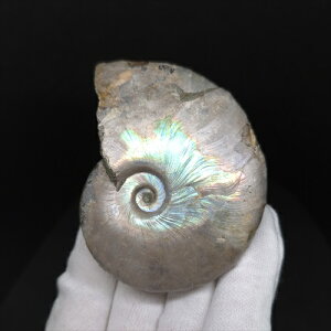 yzyAiCg/C{[/΁zVF AiCg C{[  { }_KXJY 69.83mm v[g Mtg anc28