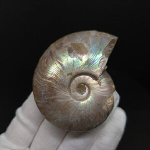 yzyAiCg/C{[/΁zVF AiCg C{[  { }_KXJY 63.99mm v[g Mtg anc31