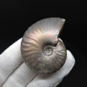 yzyAiCg/C{[/΁zVF AiCg C{[  { }_KXJY 49.84mm v[g Mtg anc33