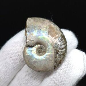 yzyAiCg/C{[/΁zVF AiCg C{[  { }_KXJY 31.36mm v[g Mtg anc48