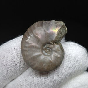 yzyAiCg/C{[/΁zVF AiCg C{[  { }_KXJY 25.36mm v[g Mtg anc53