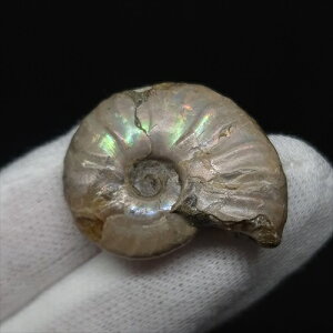 yzyAiCg/C{[/΁zVF AiCg C{[  { }_KXJY 29.35mm v[g Mtg anc56