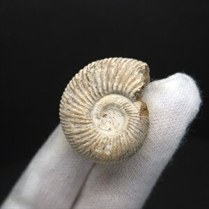 yzyAiCg/yXtBNeX/΁zɏ AiCg yXtBNeX  { }_KXJY 23.14mm v[g Mtg anp124