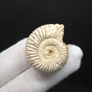 yzyAiCg/yXtBNeX/΁zɏ AiCg yXtBNeX  { }_KXJY mm v[g Mtg anp127