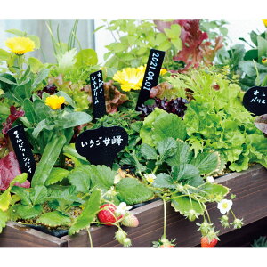 vcl[ Xg[gv[g 18{g K[fjOObY G85604 _r[Ly[JÒ^