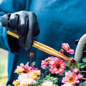 yő8000~OFFN[| 11271F59z zKc̃sZbgiS[hj K[fjOc[ pi G86504