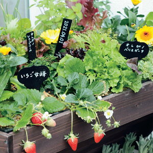 yő5000~OFFN[| 11^3z vcl[ fUCv[g 16{g K[fjOObY G85603