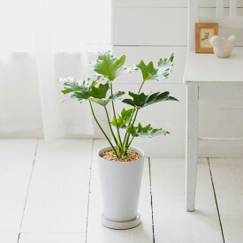 楽天市場 フィロデンドロン セローム 花 観葉植物 花 ガーデン Diy の通販