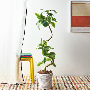 yN[|zz yVX[p[SALEz CeAO[ tBJX AeV} 138cm tFCN CeAO[ lHϗtA  601701