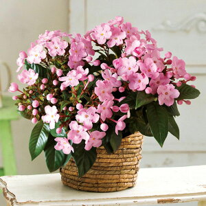 鉢植え 生花の人気商品 通販 価格比較 価格 Com 鉢植え 生花の人気商品 通販 価格比較 価格 Com