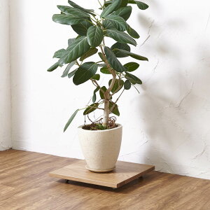 yN[|ő5~OFF 11/7z LX^[tv^[x[X zCgI[N p40cm t[X^h v^[X^h ԑ H75438