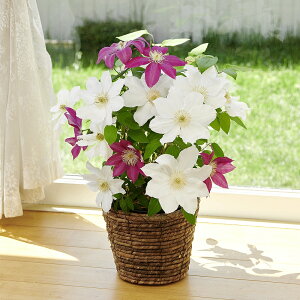 鉢花 ギフトの人気商品 通販 価格比較 価格 Com