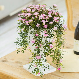 楽天市場 ランドスケープローズの通販