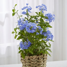 楽天市場 ルリマツリ ブルーの通販