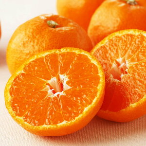 yΕzQY ̊ۂ݂uS[h痼v3kgy12{-{͂z t[c  ʕ NH1148