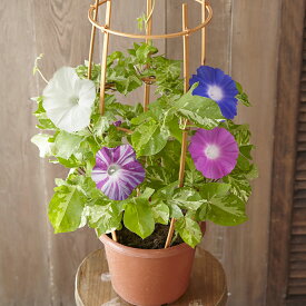 楽天市場 鉢植え 朝顔の通販