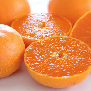 yN[|ő5~OFF 11/14 10z y2͂z QYuƂv 2.5kg t[c  ʕ FK0718