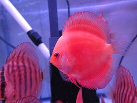 楽天市場 ディスカス 生体 熱帯魚 アクアリウム ペット ペットグッズ の通販