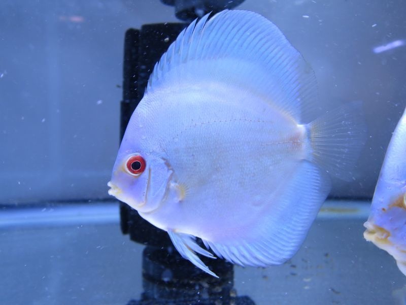 観賞魚 ディスカス 熱帯魚 生体 スーパーブルー 646番 8cm 水槽番号:013 購入 ダイヤモンド スーパーセール
